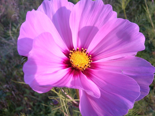 kosmos różowy z łąki kwietnej