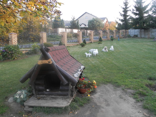 Labradory to psy potulne jak baranki