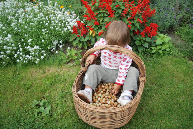 Mała Aniela postanowiła sprawdzić czy rzeczywiście tak dużo mamy orzechów laskowych.