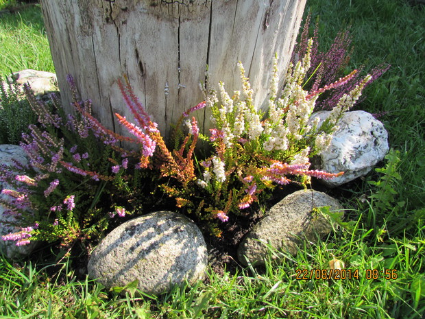 Małe wrzosowisko...