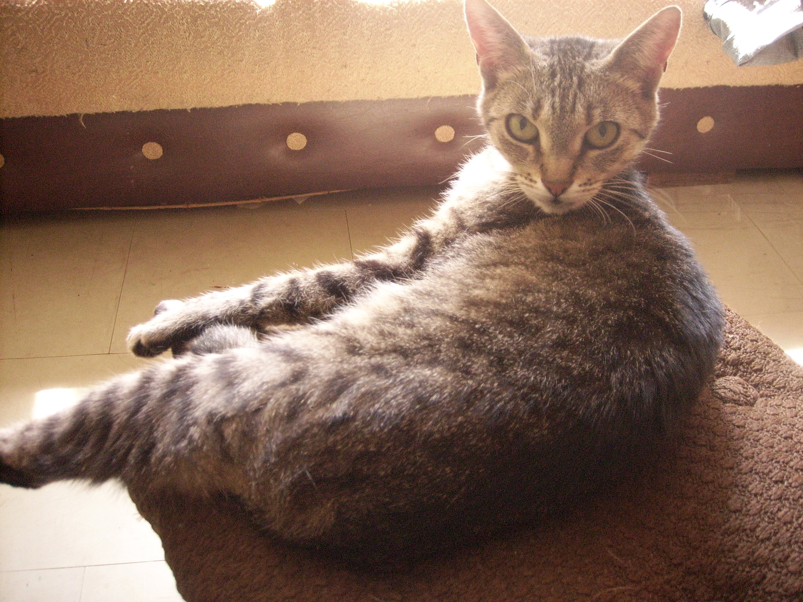 miziula w ogrodzie życia