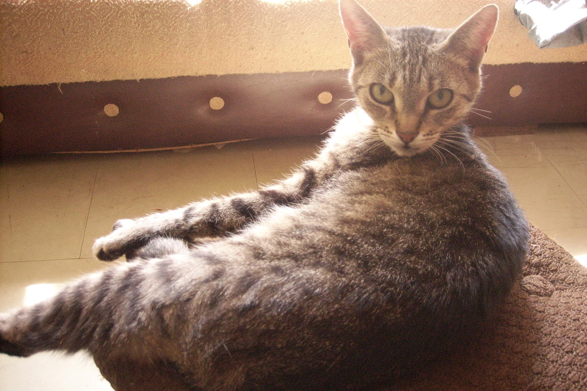 miziula w ogrodzie życia