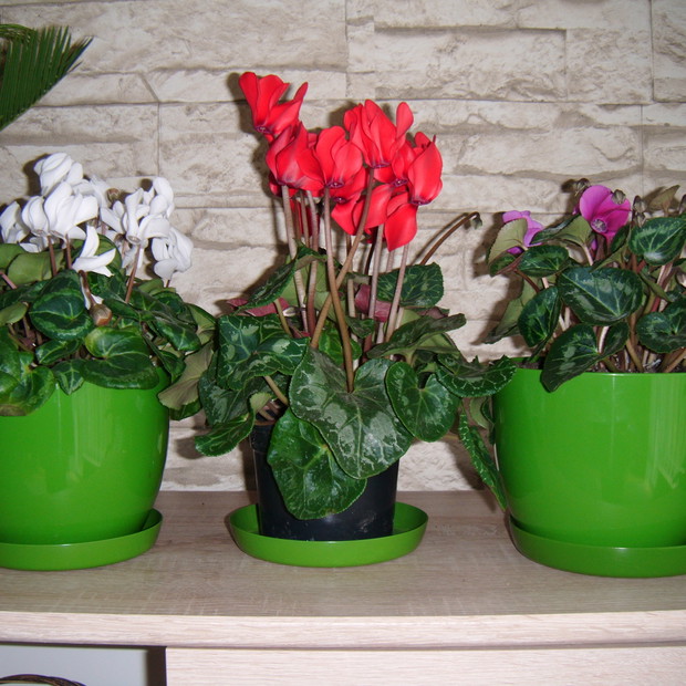 Moje ulubione kwiatki - fiołek alpejski