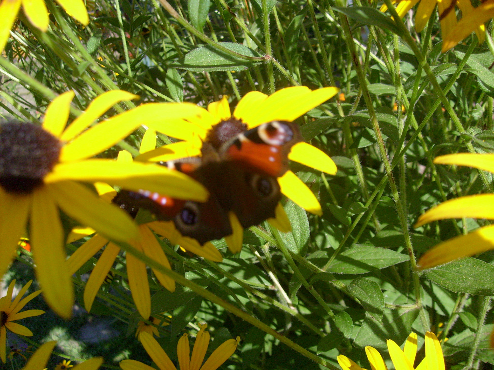 Motylek korzysta z ostatnich dni lata