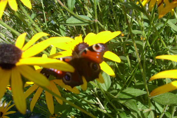 Motylek korzysta z ostatnich dni lata