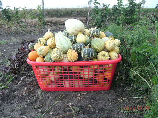 nadwyżka zbiorów 2013 - była do rozdania