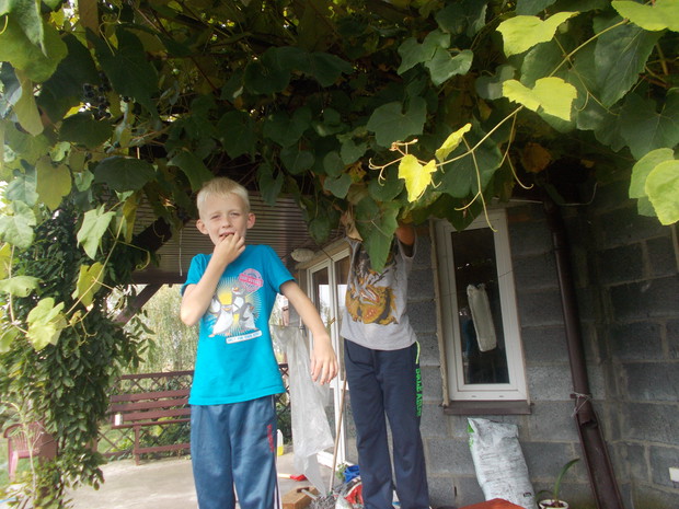 nie ma jak własne winogrono zawsze pod ręką 