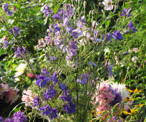 ostróżka w drugim kwitnieniu