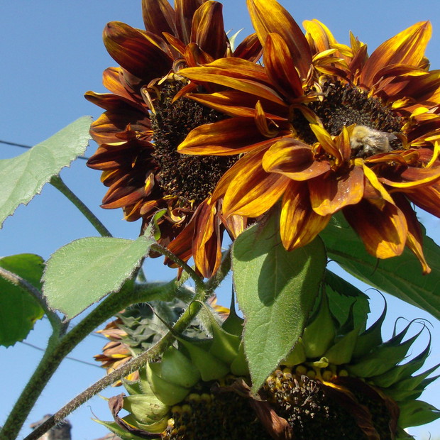 Październikowy słonecznik