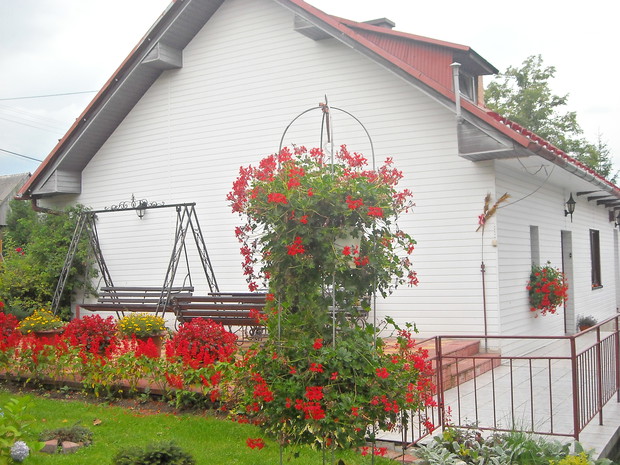 Pelargoniowa fontanna
