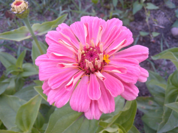 piękna różowa cynia