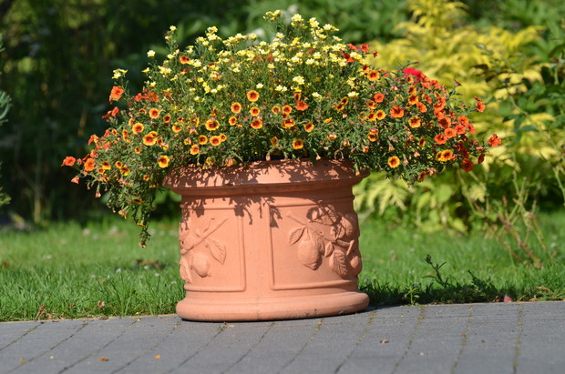 Piękność jednego sezonu 