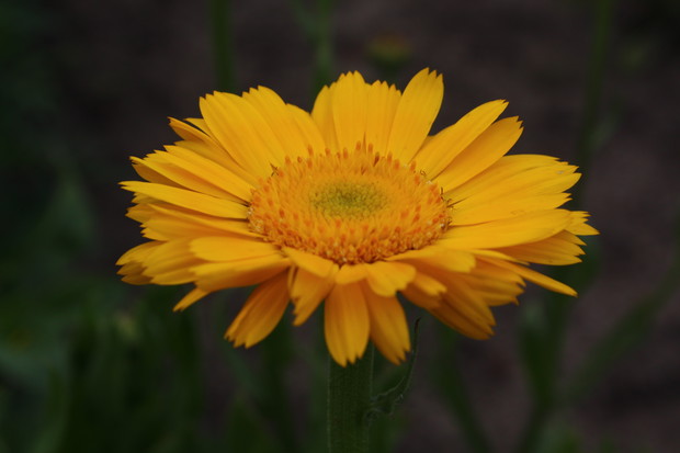 piękny nagietek, jeden z wielu w moim ogrodzie