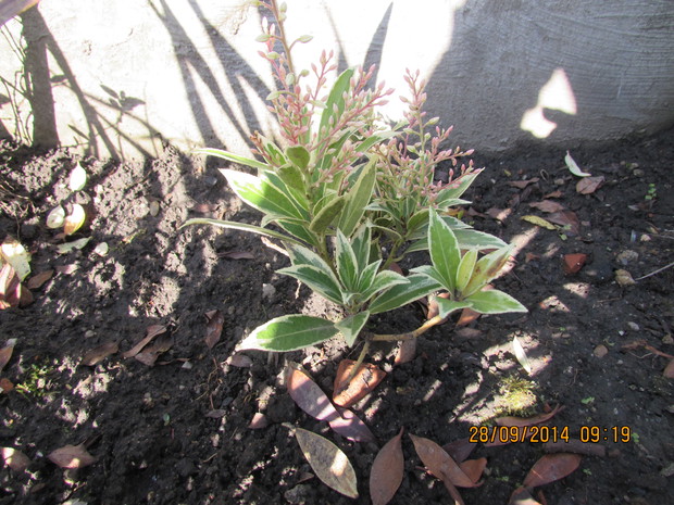 Pieris japoński....