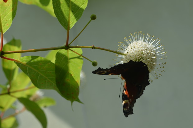 Posiłek na guzikowcu