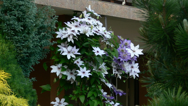 Powojniki wspinające się na taras