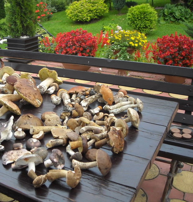 Prawdziwki, kozaki ...... pyszności.