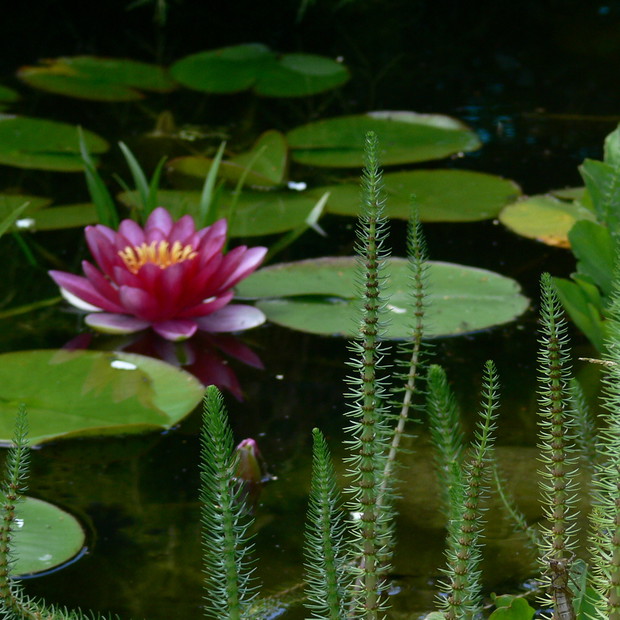 Przęstka - wodna choineczka