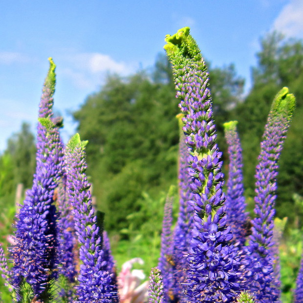 Przetacznik Christa to mój faworyt wśród bylin.