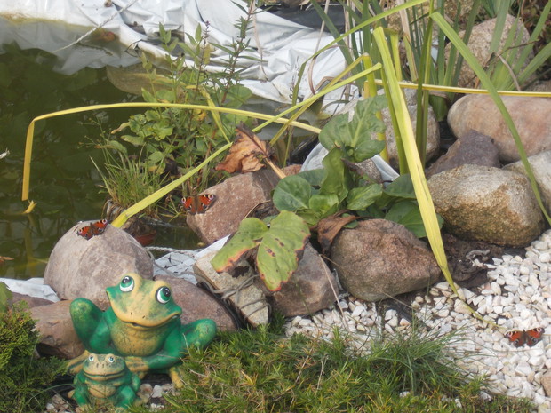 Przy oczku motylki przy żabach chętnie siadają 