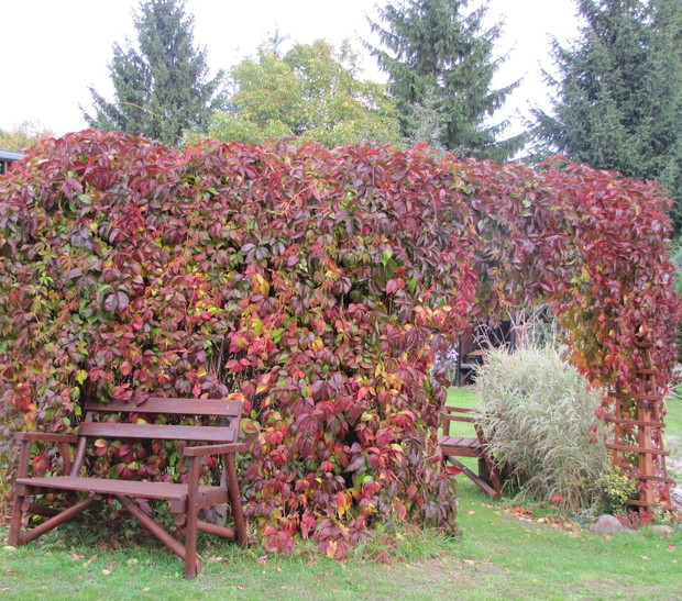 Przy ścianie z winobluszczu