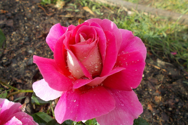 róża z kropelkami deszczu