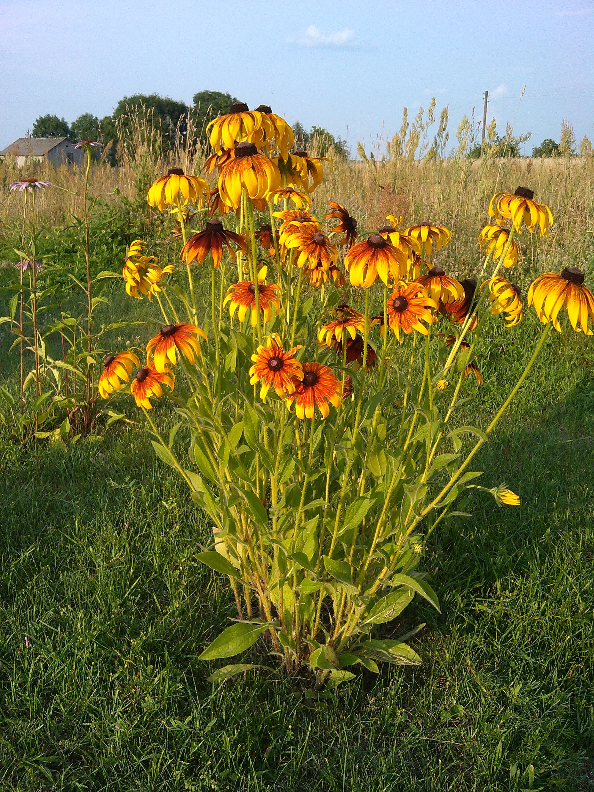 rudbekie