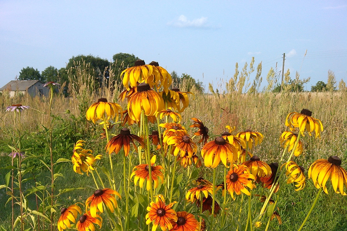 rudbekie