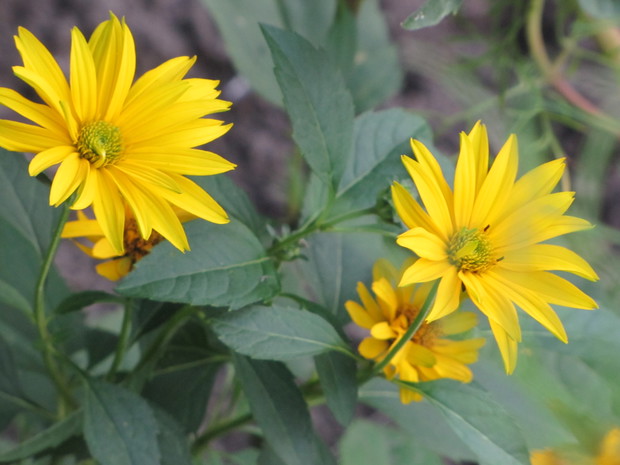 słoneczniczek szorstki