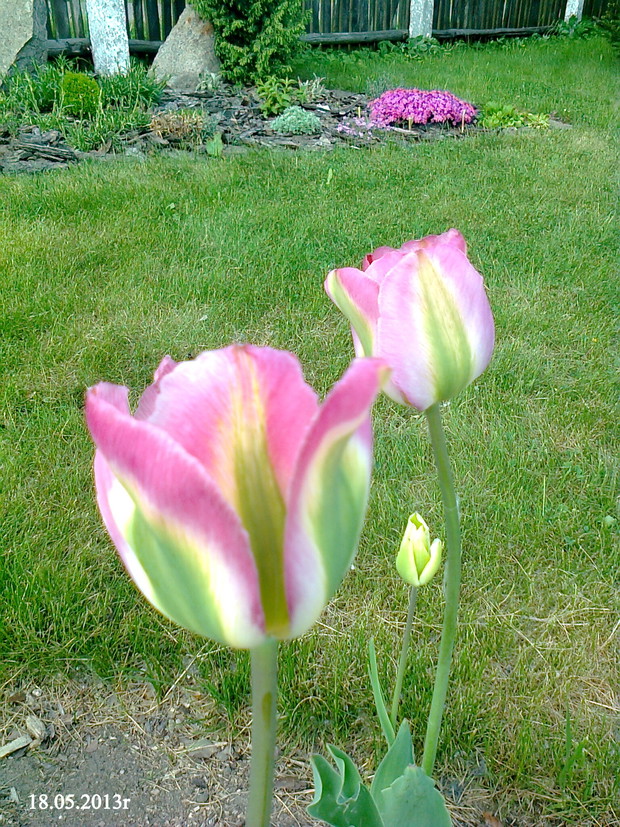 Tulipany.