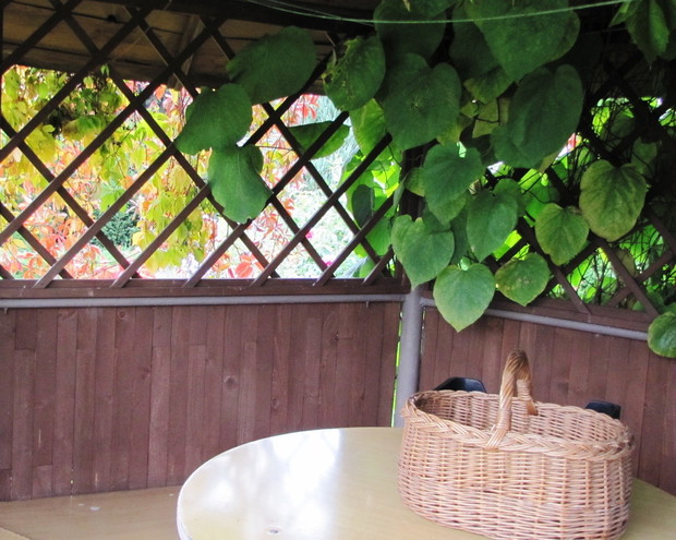 W ogrodowej altance otoczonej pnączami