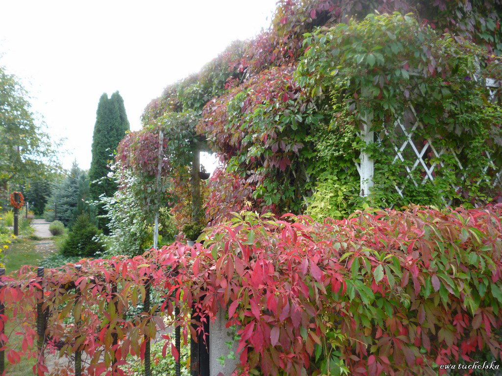 Zapraszam na działkę o każdej porze roku. Domek najpiękniej wygląda jesienią, w płaszczu z winobluszczu 
