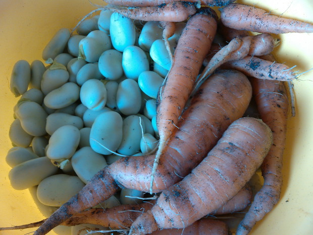 zbiór bób i marchew