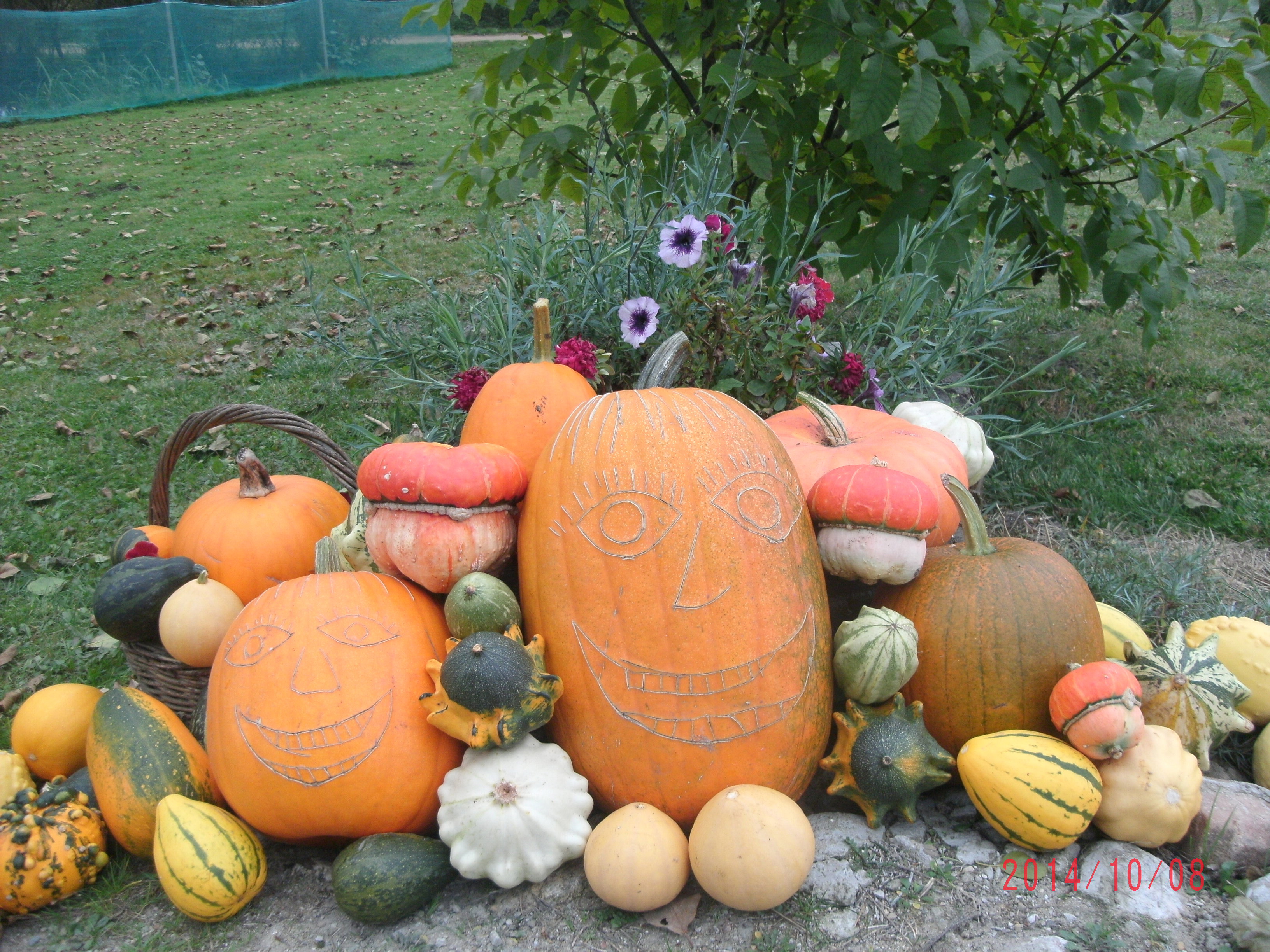 Zbiory 2014 - kolekcja powiększona o grzybki - sułtańskie turbany