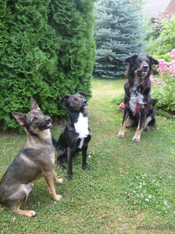 Zwierzęta u nas też mile widziane. Henio w środku to piesek syna, reszta Henia koledzy.Razem przyjemnie pobiegać 