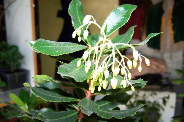 11.11.2014 Częściowo pąki kwiatowe się rozwinęły