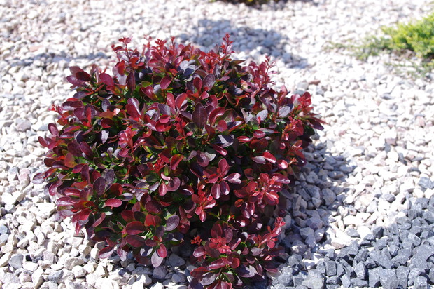 Berberys Atropurpurea Nana
