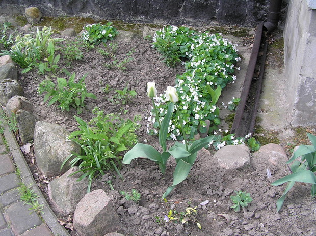 Białe fiołki i tulipany