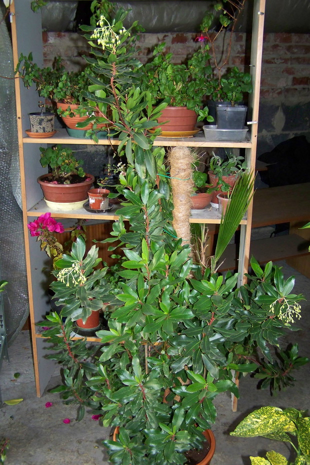 Cała roślinka na której widać grona kwiatowe - zdjęcie również zrobione 11.11