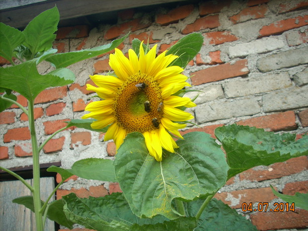 Cudowne słoneczko na ziemi.