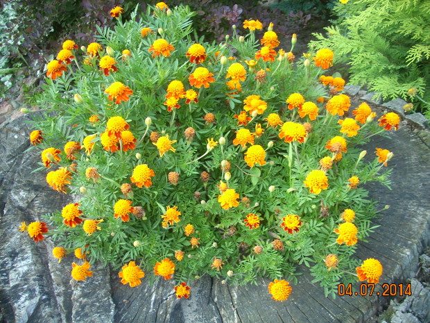 Cudowny dywan z aksamitek.