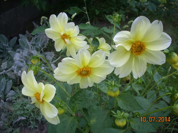 Dalie niczym słoneczka rozświetlą rabatę 