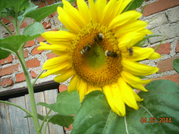 Doskonały wabik na owady.