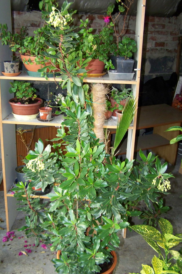 Drzewko truskawkowe - 23.11