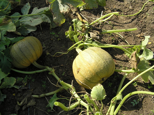 Dynia bezłupinowa