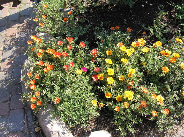 Efekty dbania o portulakę , skromnej i pięknej rośliny