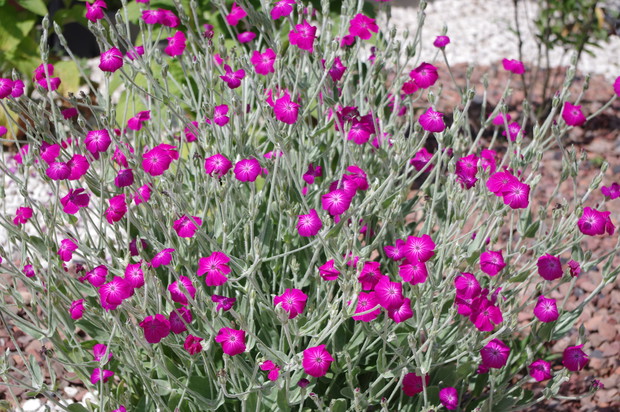 Firletka Chalcedońska