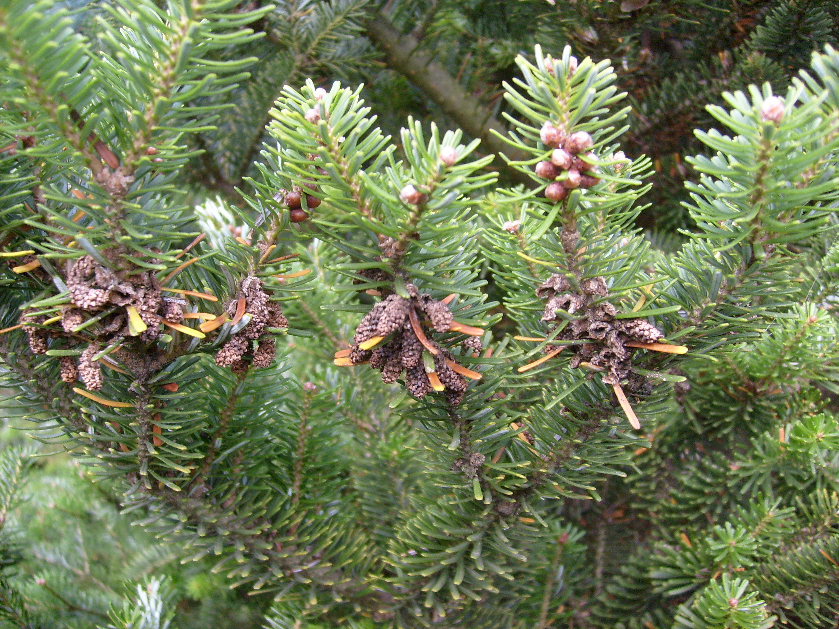 Jedno z moich najpiękniejszych drzew.