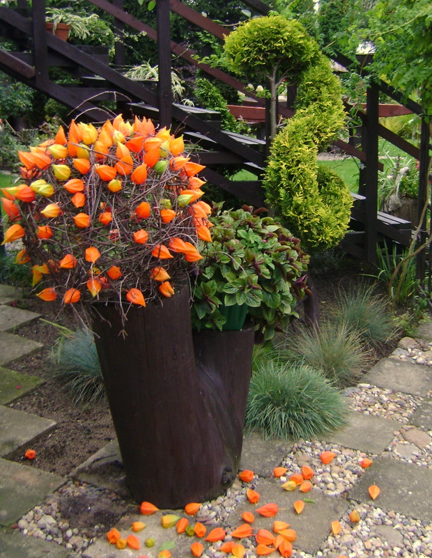 Jesienna kula z gałązek brzozowych i miechunki