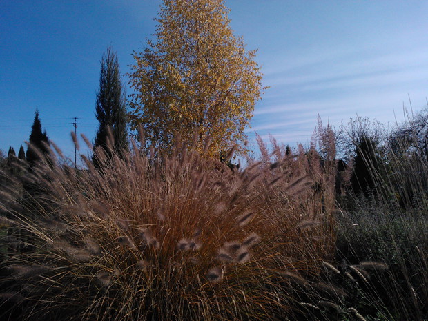 jesienna szata brzozy i piórkówki